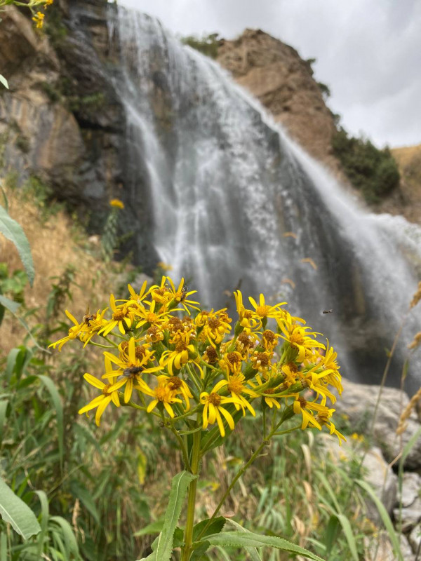 Ջիպ տուր / Թռչկան ջրվեժ, Չիչխանավանք