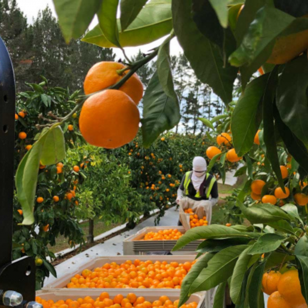Բացառիկ Մանդարինային տուր դեպի ծով